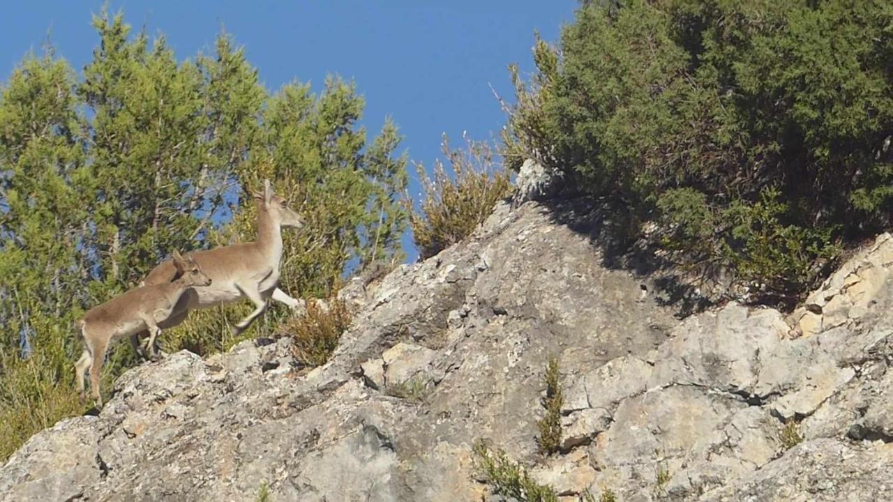 Aliagas Rurales